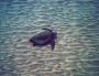 05BluewaterRafting - 33 * A Honu, aka Green Sea Turtle, sitting on the sand at 30'